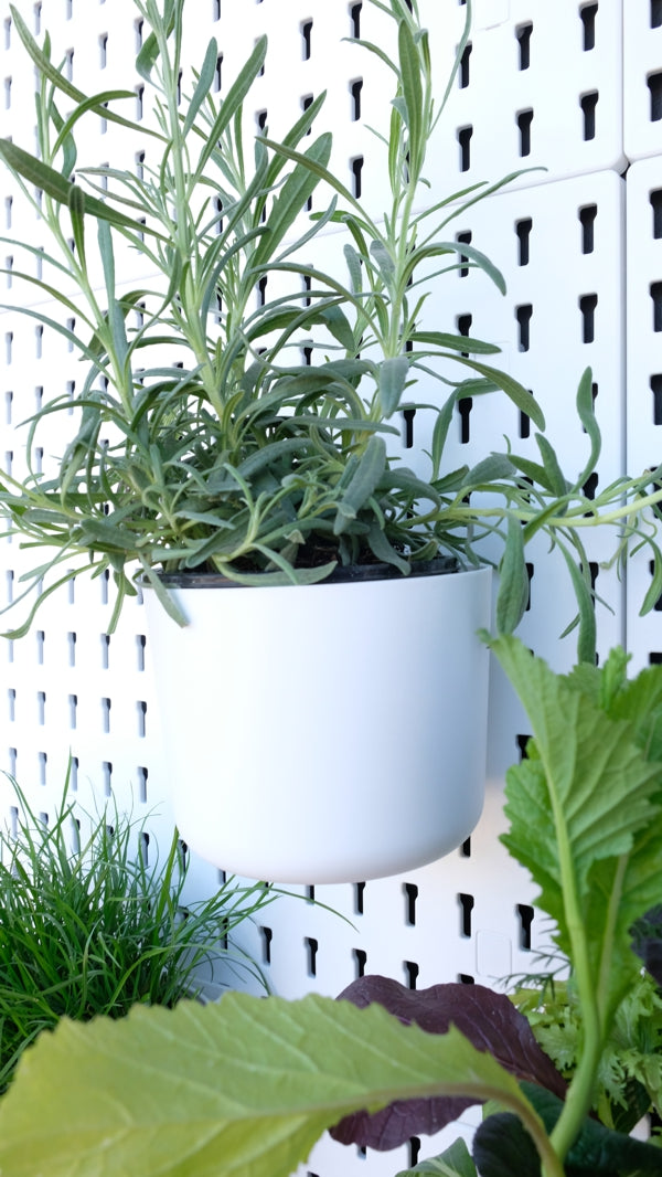 Large Container / Herb Pot