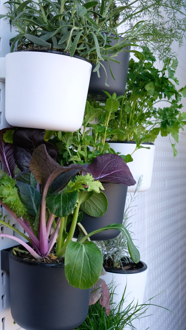 Large Container / Herb Pot