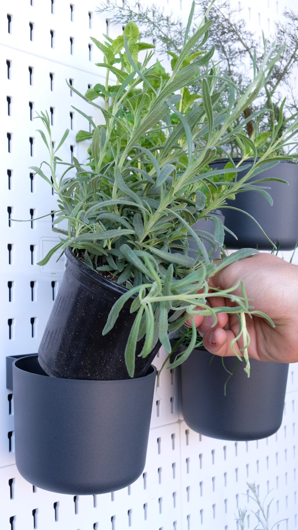 Large Container / Herb Pot