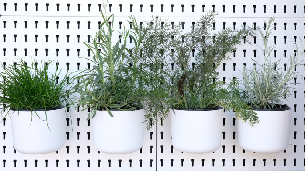 Large Container / Herb Pot